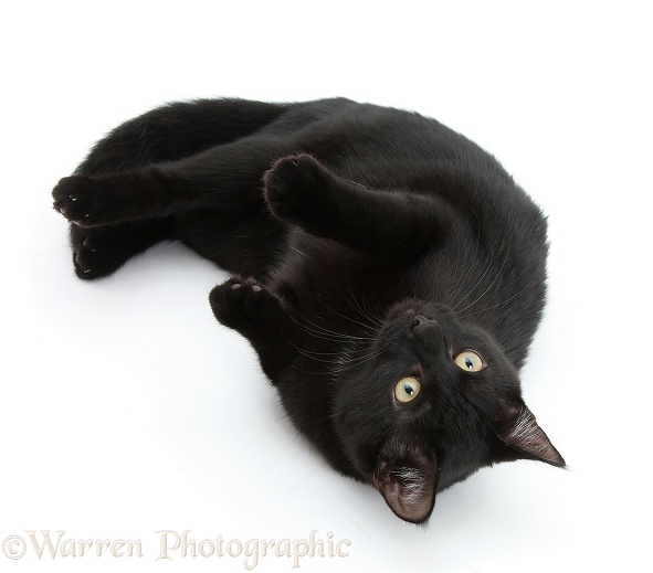 Black male cat, Joey, 6 months old, white background