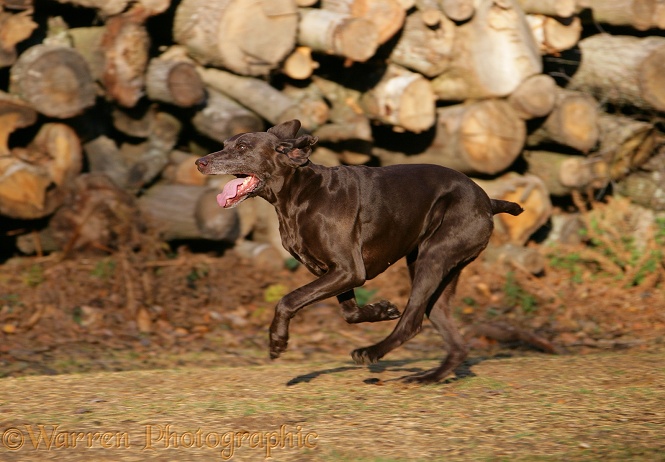 German Pointer bitch running