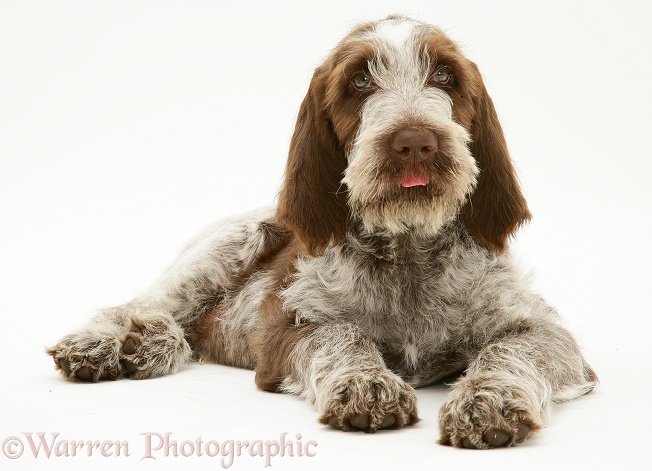 Brown Roan Spinone pup, Wilson, 12 weeks old, lying with head up, white background