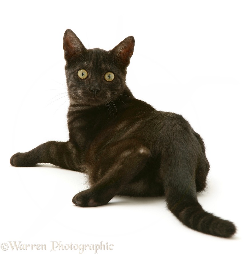 Black Smoke cat lying down, looking over its shoulder, white background
