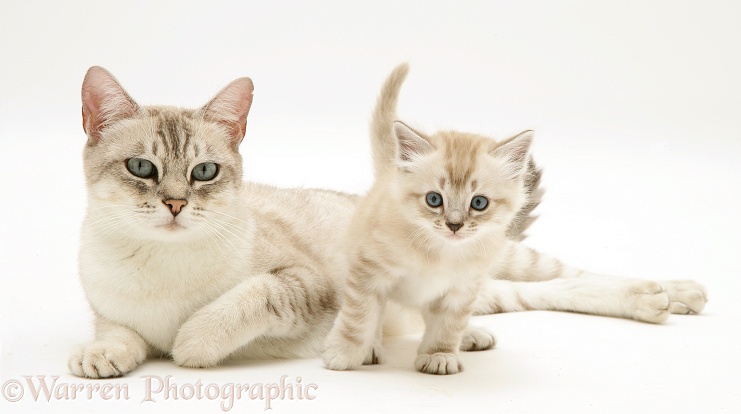 Birman-cross mother cat and kitten, white background