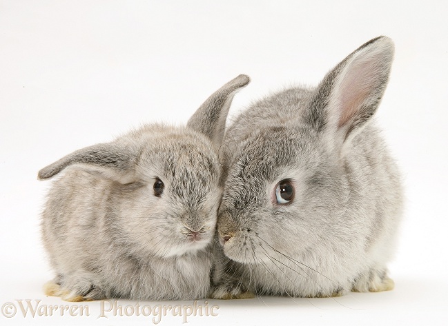 Mother and baby silver rabbits, white background