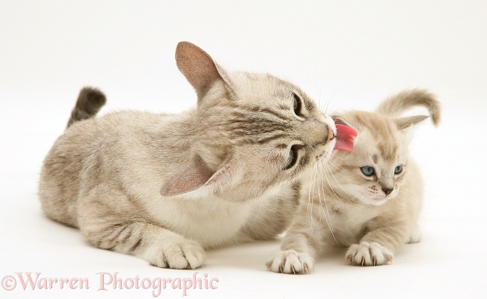 Birman-cross mother cat licking her kitten, white background