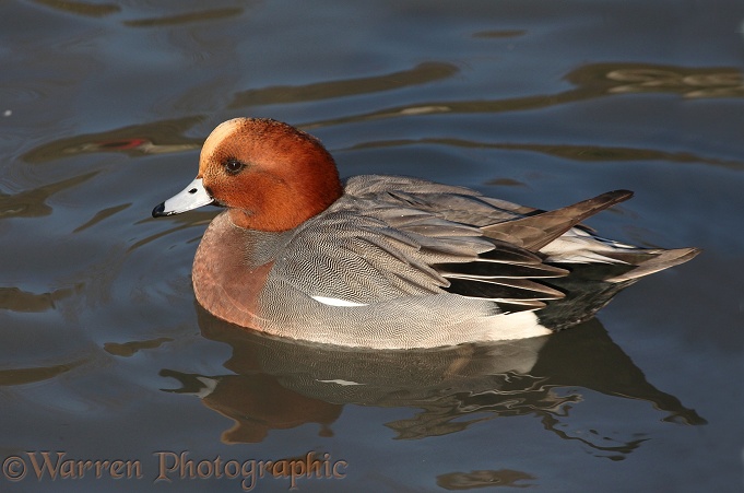 European Wigeon (Anas penelope) drake