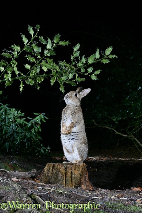 European Rabbit (Oryctolagus cuniculus) reaching up to nibble an overhanging holly branch at night