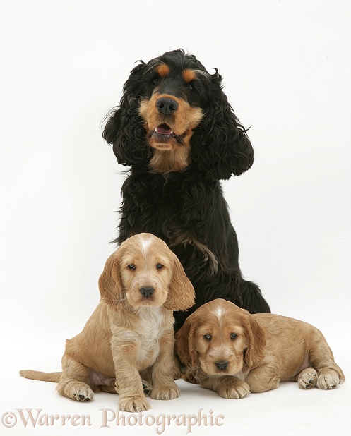 Black-and-tan Cocker Spaniel, Billy, with two gold pups, white background