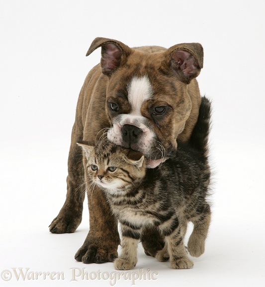 Brindle Bulldog pup playing with tabby kitten, white background