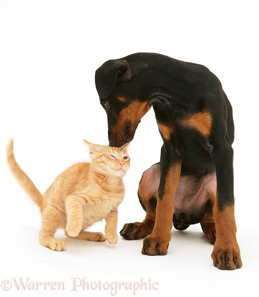 Doberman Pinscher pup meets a ginger kitten, white background
