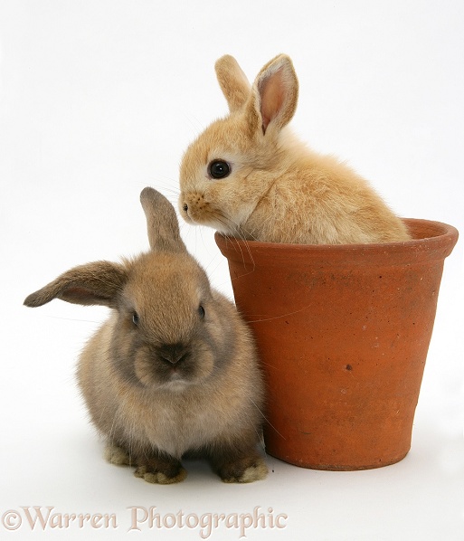 Baby rabbit in an earthenware flowerpot, white background