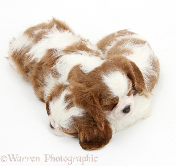 Sleepy Blenheim Cavalier King Charles Spaniel pups, white background