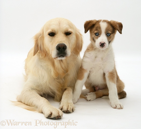 Golden Retriever bitch with blue-eyed red merle Border Collie pup, white background