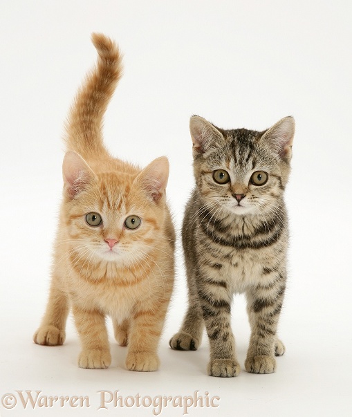Cream and brown spotted kittens, white background
