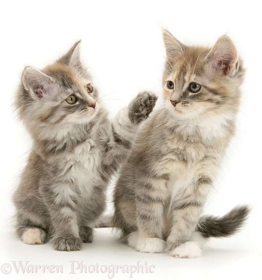 Tabby Maine Coon kittens, white background