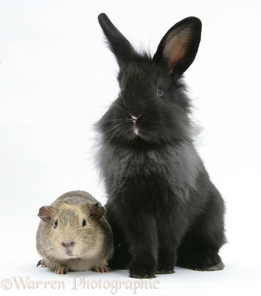 Black Lionhead-cross rabbit with Guinea pig, white background