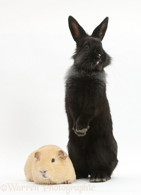 Black Lionhead-cross rabbit with Guinea pig, white background
