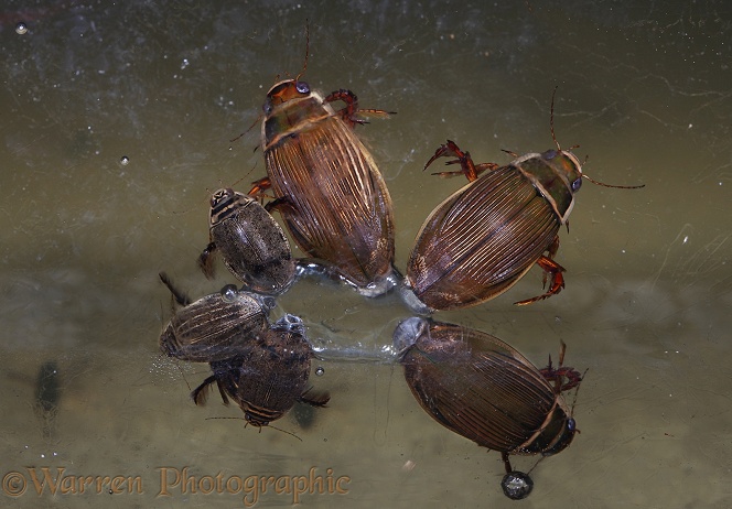 Water Beetles (Dytiscus marginalis) and (Acilius sulcatus) clustered around an air bubble trapped beneath the ice of a frozen pond