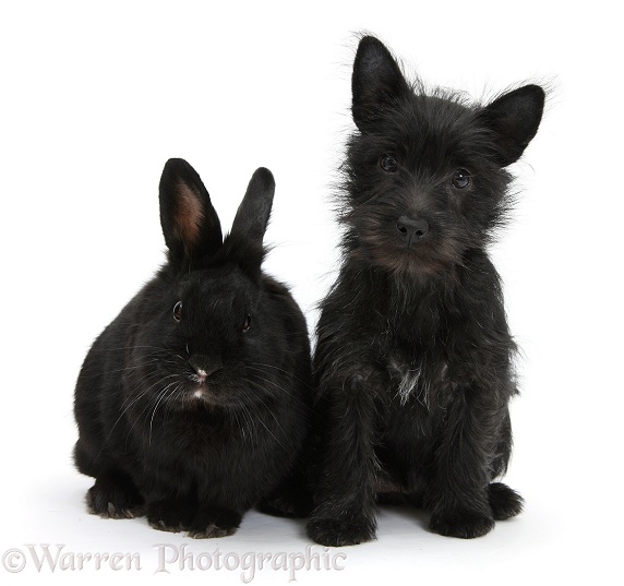 Black Terrier-cross puppy, Maisy, 3 months old, with a black rabbit, white background