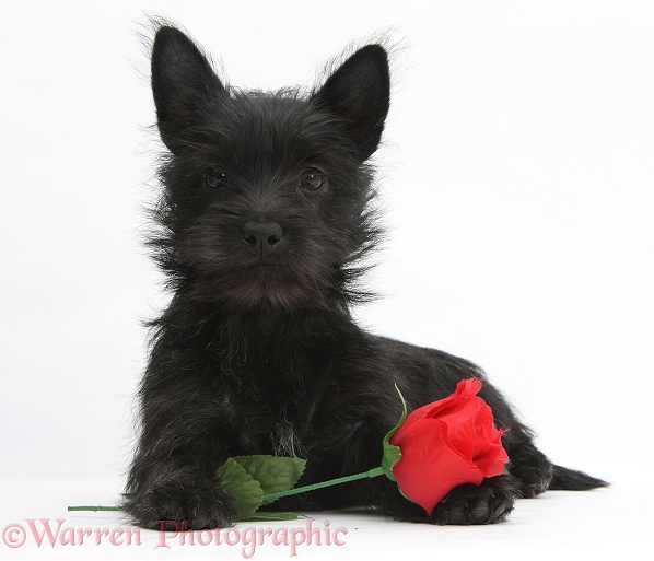 Black Terrier-cross puppy, Maisy, 3 months old, with a red rose, white background