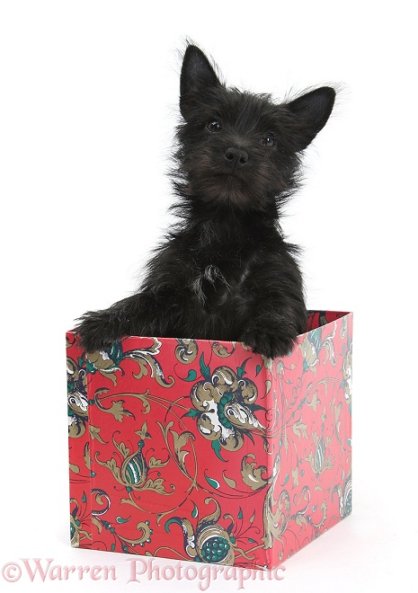 Black Terrier-cross puppy, Maisy, 3 months old, in a box, white background