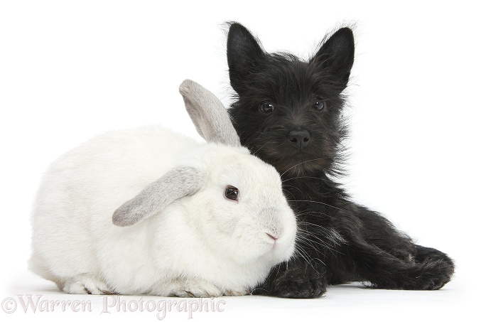 Black Terrier-cross puppy, Maisy, 3 months old, with a white rabbit, white background