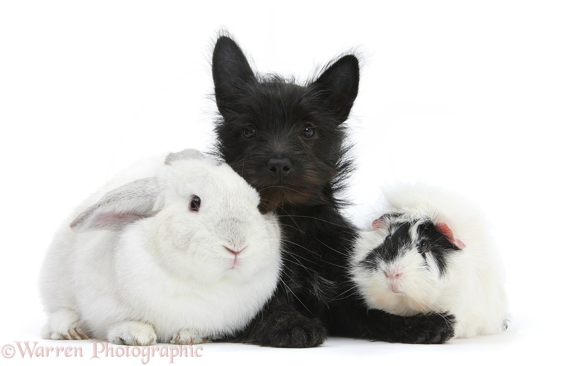 Black Terrier-cross puppy, Maisy, 3 months old, with rabbit and Guinea pig, white background