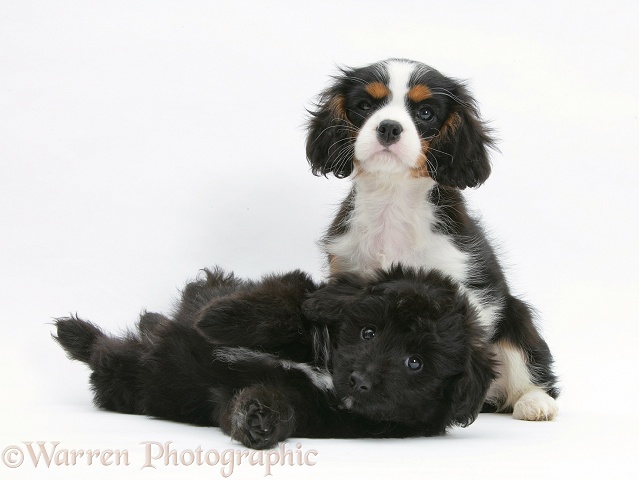 Shetland Sheepdog x Poodle pup, 7 weeks old, and tricolour Cavalier King Charles Spaniel pup, white background