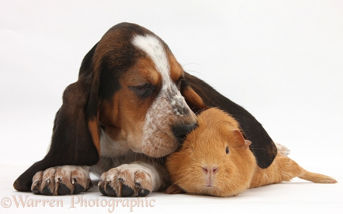 Basset Hound pup, Betty, 9 weeks old, with ear over a red guinea pig, white background