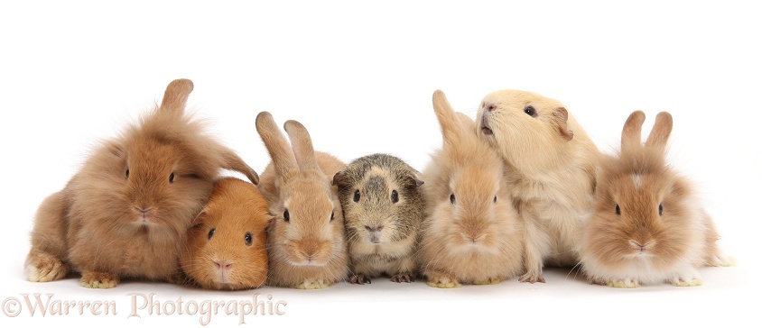 Assorted Sandy rabbits and Guinea pigs, white background