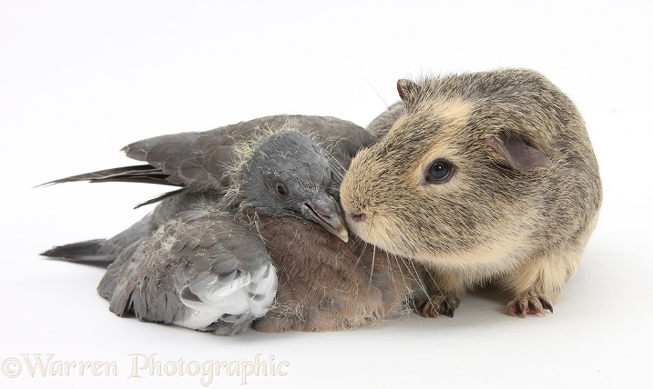 Fledgling Woodpigeon and Guinea pig, white background