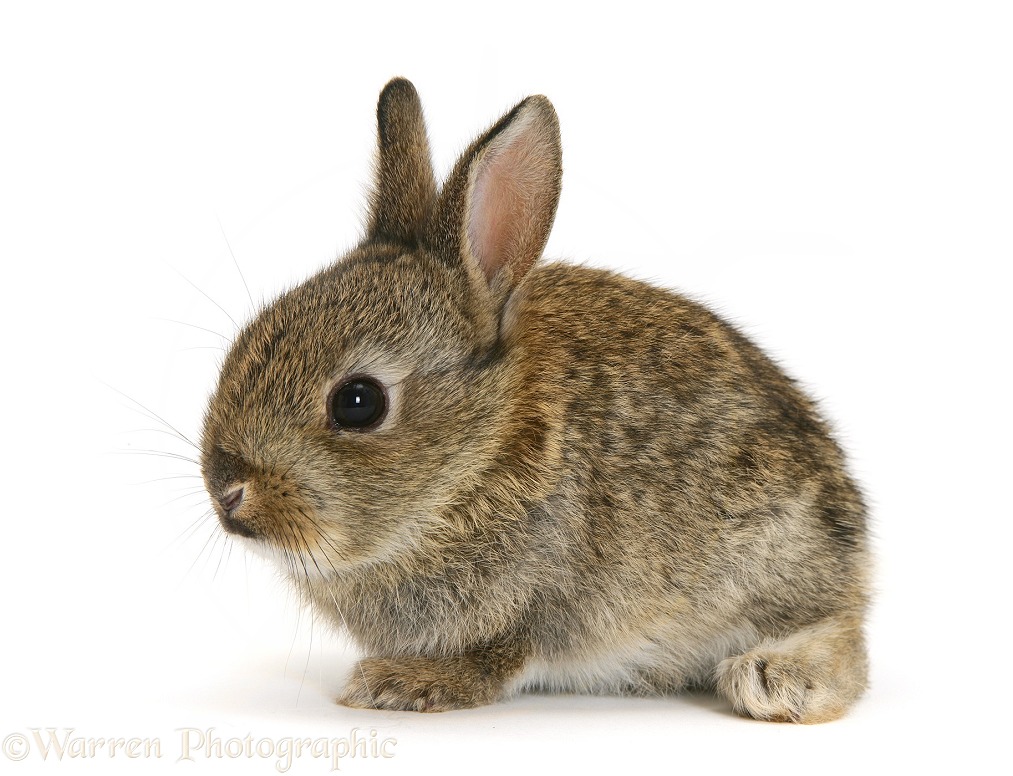 Baby European Rabbit (Oryctolagus cuniculus), white background