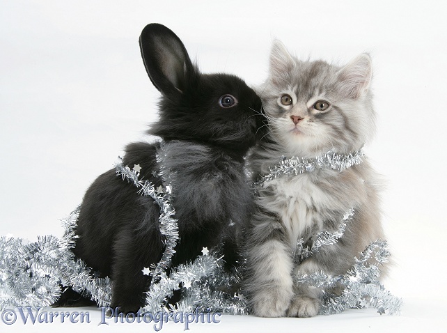 Maine Coon kitten, 8 weeks old, and black baby Dutch x Lionhead rabbit with tinsel, white background