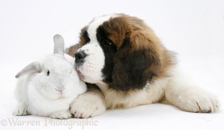 Saint Bernard puppy, Vogue, and white rabbit, white background