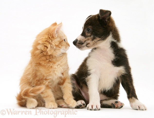 Ginger Maine Coon kitten and Mongrel pup, Brec, white background