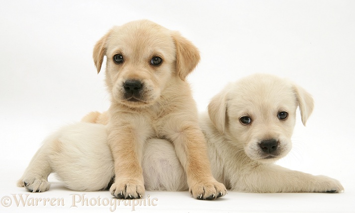 Retriever-cross pups, white background