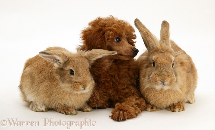 Red Toy Poodle pup, Reggie, 12 weeks old, with a Lionhead-cross rabbits, white background