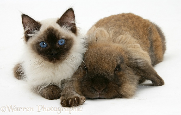 Ragdoll kitten, 12 weeks old, with Lionhead rabbit, white background