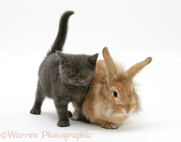 Grey kitten and sandy Lionhead rabbit, white background