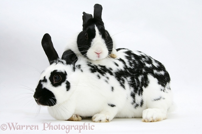 Black-and-white spotted and black Dutch rabbits, white background