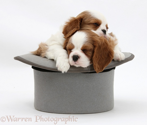 Blenheim Cavalier King Charles Spaniel pups sleeping in a top hap, white background