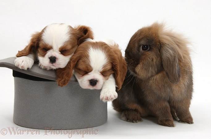 Rabbit with Blenheim Cavalier King Charles Spaniel pups sleeping in a top hap, white background