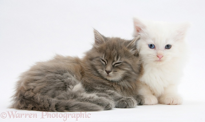 Sleepy Maine Coon kittens, 7 weeks old, white background