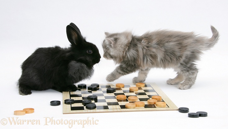 Maine Coon kitten, 8 weeks old, and black rabbit playing draughts, white background