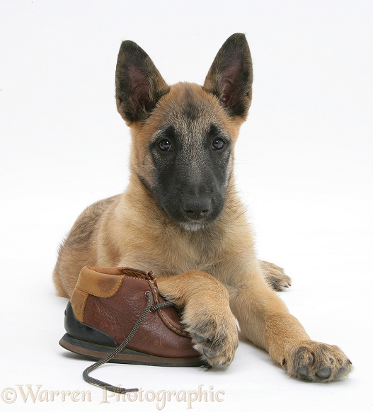Belgian Shepherd Dog pup, Antar, 10 weeks old, chewing a child's shoe, white background
