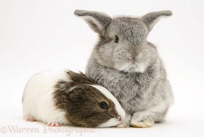 Baby silver Lop rabbit with agouti-and-white Guinea pig, white background
