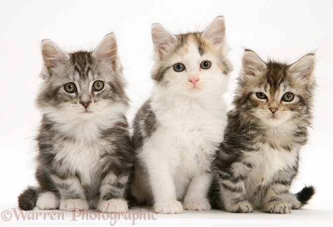 Three Maine Coon kittens, white background
