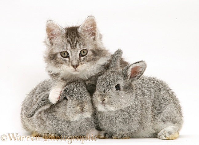Baby silver Lop rabbits with silver tabby Maine Coon kitten, white background