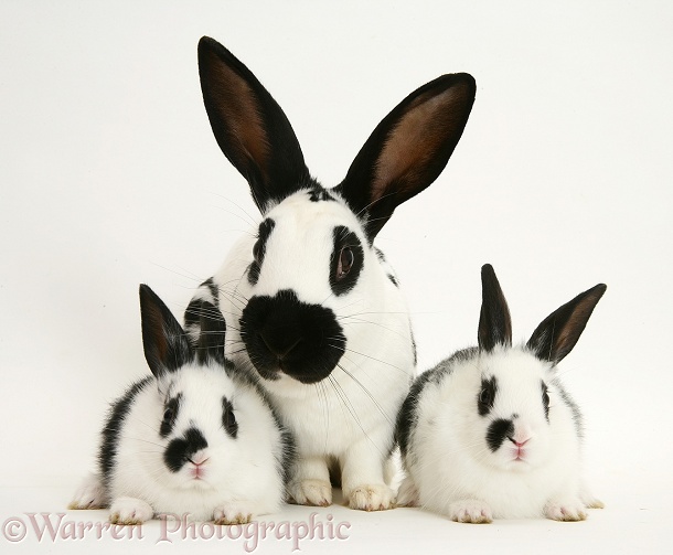 English Spotted rabbit mother and babies, white background