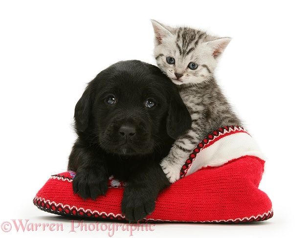 Black Goldador pup and tabby kitten in a knitted slipper, white background