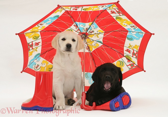 Goldador Retriever pups (Golden Retriever x Labrador Retriever) pups under a child's umbrella, white background