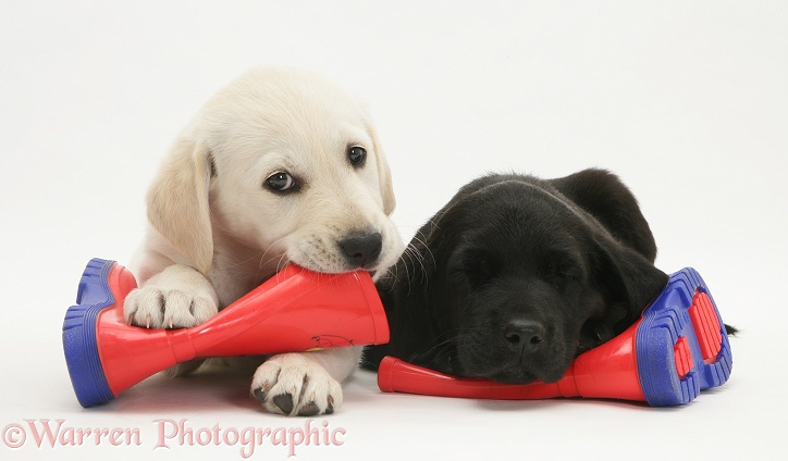 Goldador Retriever pups (Golden Retriever x Labrador Retriever) pups lying on a child's wellington boots, white background